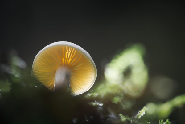 Subtle glow thumbnail