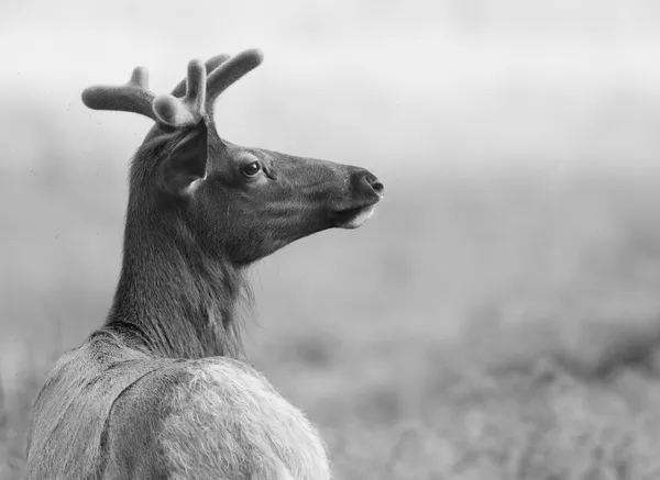 Young Bull Elk in Velvet thumbnail