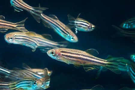 A Smithsonian scientist and other researchers announce success in the first-ever cryo-preservation of zebrafish embryos using gold nanotechnology and lasers.