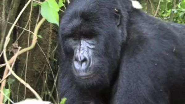 Preview thumbnail for The Endangered Gorillas of the Congo