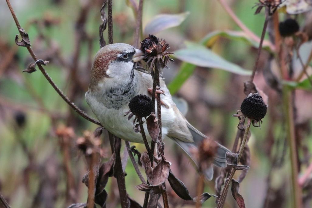 A close up photo of a house sparrow sitting on a dried up branch. The bird is mostly has white feathers with a patch of brown covering its head and a patch of black feathers encircling its eye. 