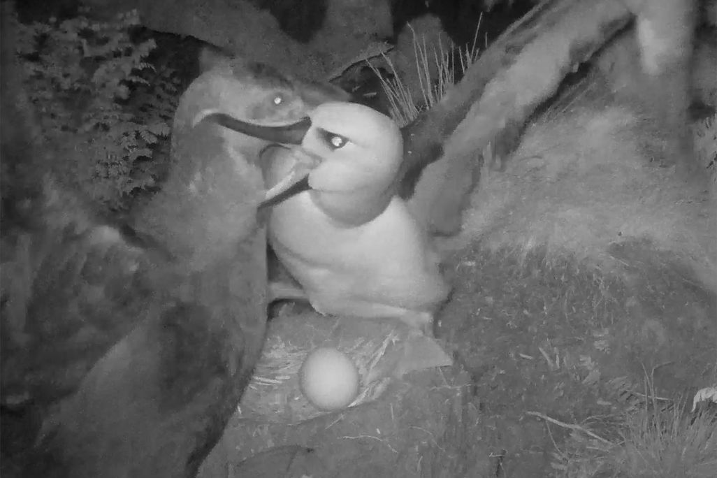 Giant Petrel and Albatross