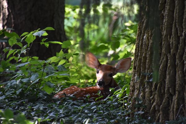 Resting Fawn thumbnail