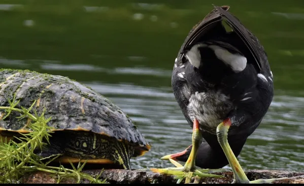 Moorhen (Common Gallinule) with Red-Eared Slider thumbnail