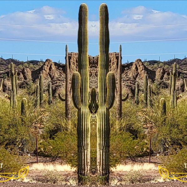 Saguaro Twins thumbnail