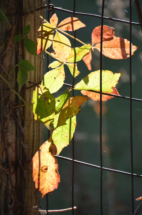 Nature' s Stained Glass Fencepost thumbnail