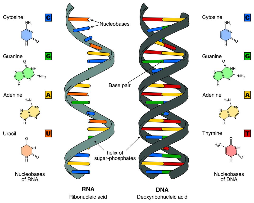 DNA and RNA