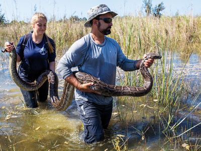 Ian Bartoszek and Katie King recapture the 50-pound sentinel snake Johnny, who has led his minders to 18 adult Burmese pythons for removal. 