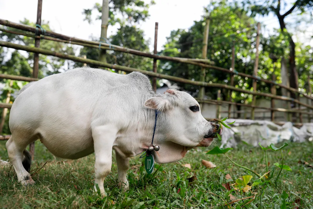 world's shortest cow