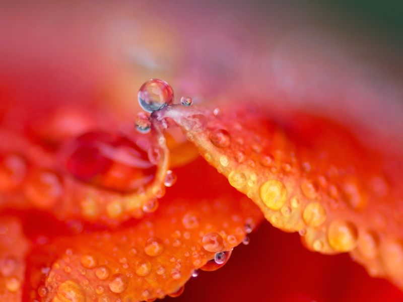 Rainbow Raindrop | Smithsonian Photo Contest | Smithsonian Magazine