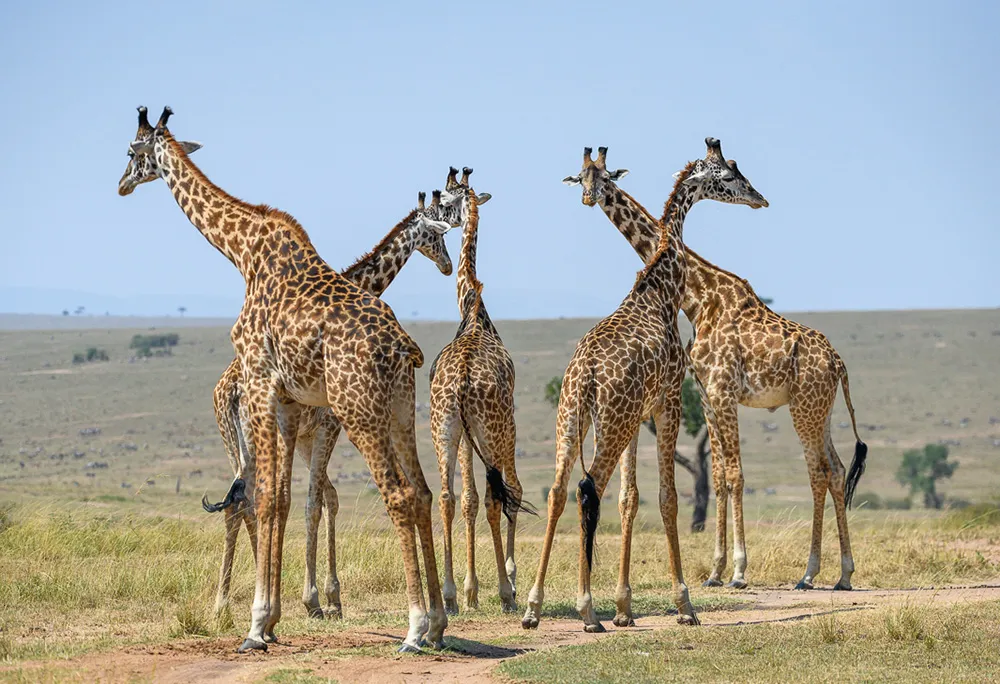 Giraffes