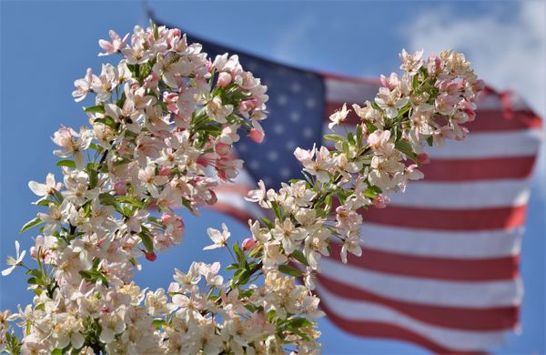 Flowering Crab blossoms with the American Flag thumbnail
