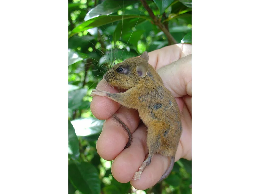 long-whiskered ‘tree mouse’ 