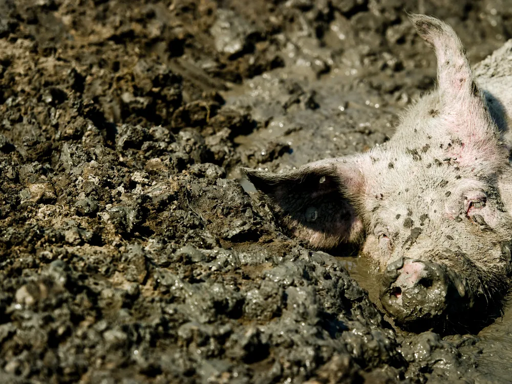 Pig mud cool