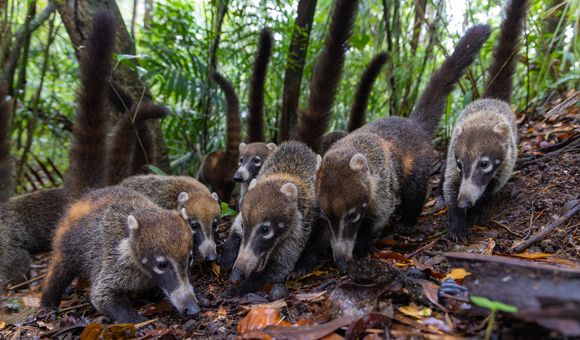 Coatis-Credit Christian Ziegler-Max Planck Institute of Animal Behavior.jpg
