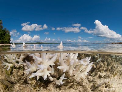 Bleached coral pokes through the water's surface off the coast of New Ireland, Papua New Guinea.