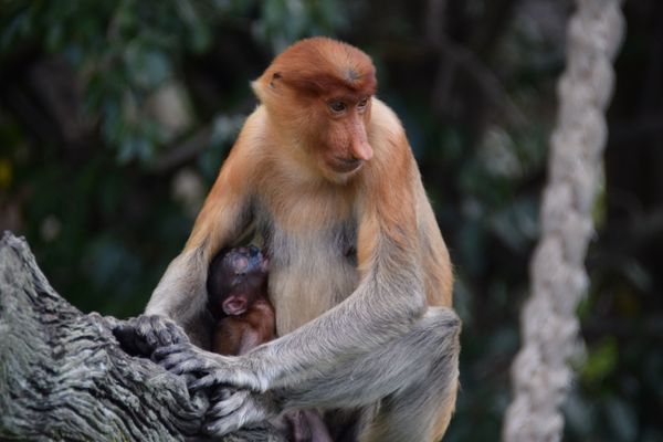 Feeding Time - Baby Probiscis Monkey Feeding thumbnail