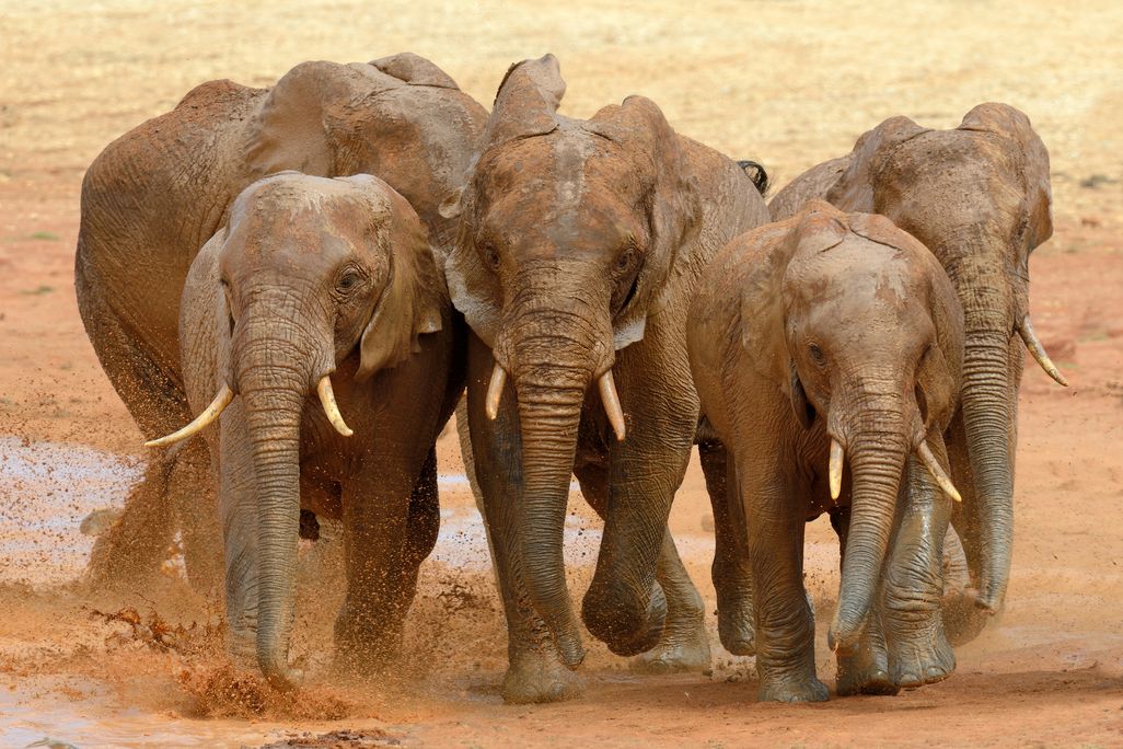 a group of elephants running