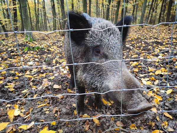 Young cute wild boar standing in the autumn forest behind metal wire mesh thumbnail
