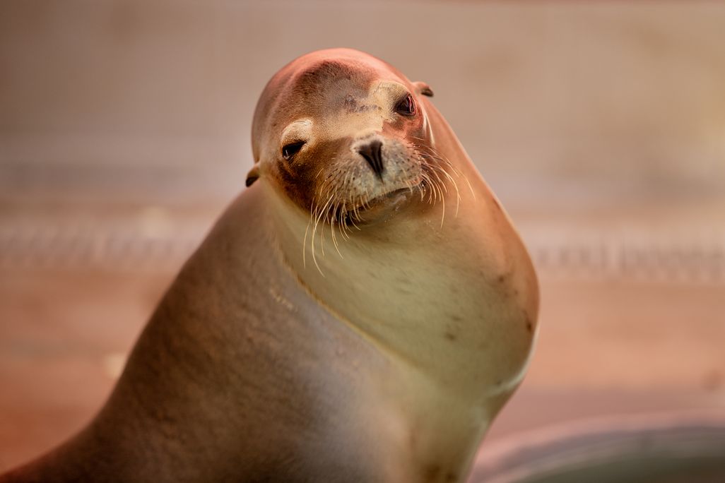 a sick sea lion