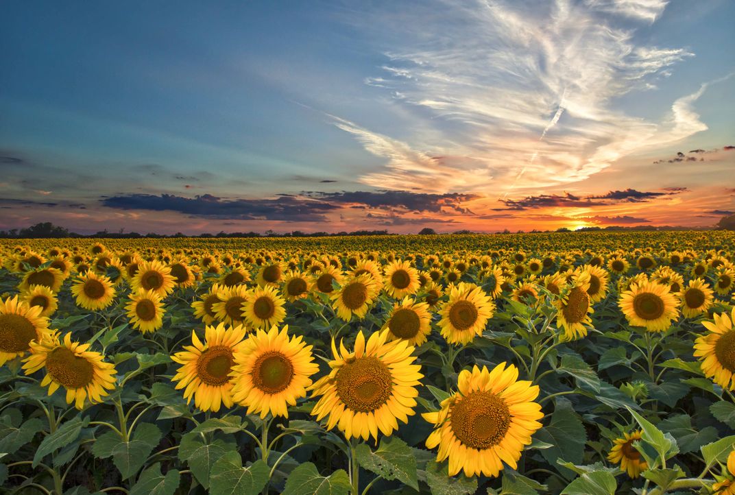Driving along IH35 in Texas the Sunflowers fields were stunning to say the least this June and I
