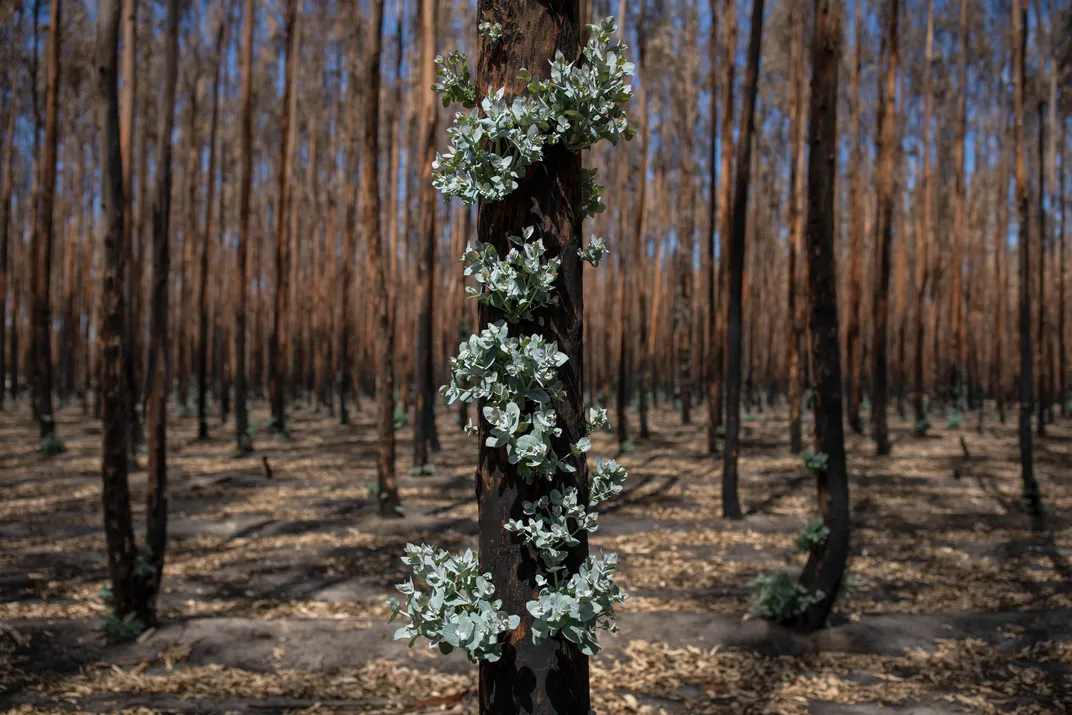 New growth springs from the trunk of a charred blue gum tree after the bushfires on Kangaroo Island.