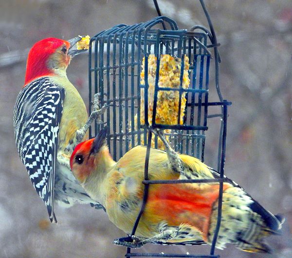Male Red Bellied Woodpecker Composite thumbnail