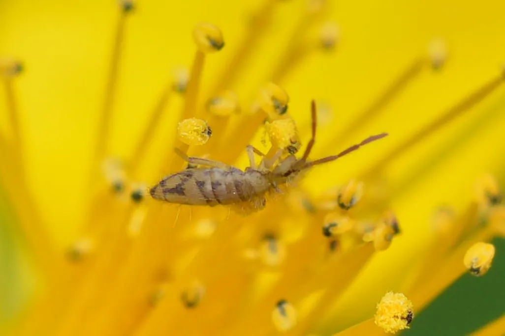 Springtail on a flower