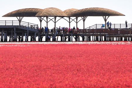 People visit the Red Beach, so named due to the Suaeda heteroptera plant which grows across the marshland landscape, in Panjin, China&#39;s northeastern Liaoning province.