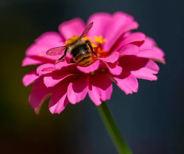 Bumblebee on duty thumbnail