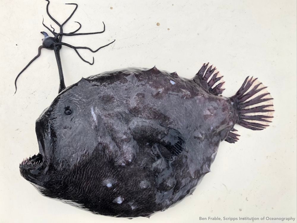 A Pacific footballfish lays in the sand. It has a slimy, black, gelatinous body with rough spikes. It has tiny eyes and a massive mouth with needle-like teeth. An appendage growing from it's head looks like a tethered ball with legs.