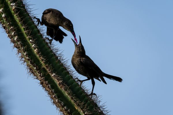 Carib grackle feeds cactus to young thumbnail