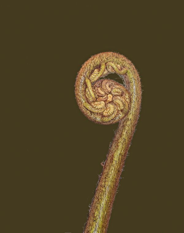 Fiddlehead fern on plain background thumbnail