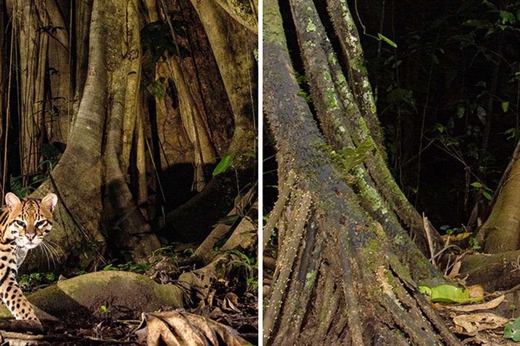an ocelot and opossum near a tree