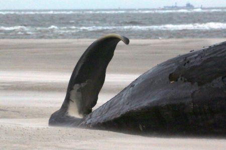 A beached sperm whale on January 13, in Wangerooge, Germany
