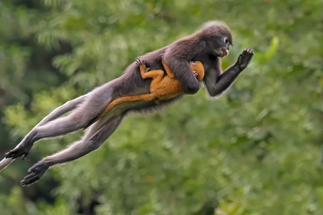 A monkey soars