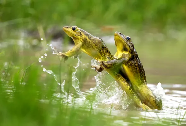 BULLFROG MATING thumbnail