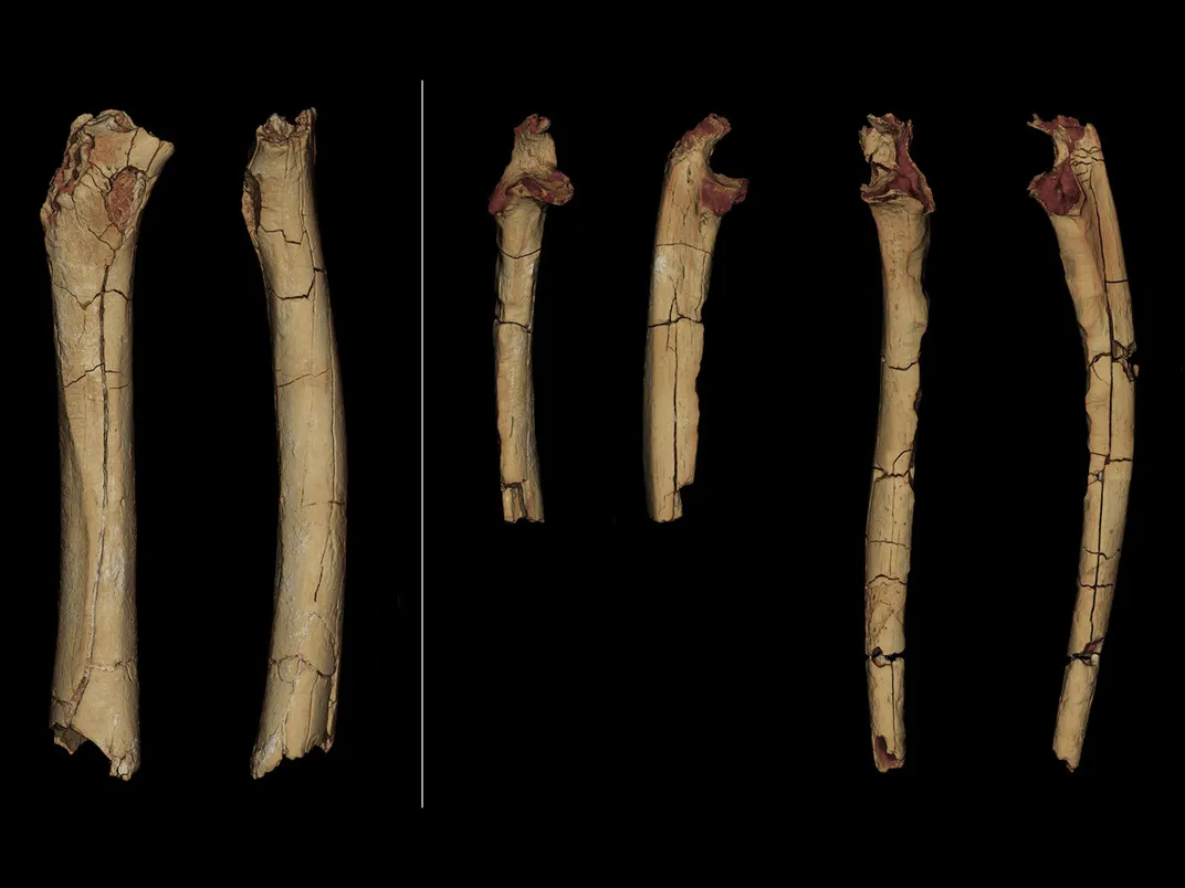 Sahelanthropus Bones