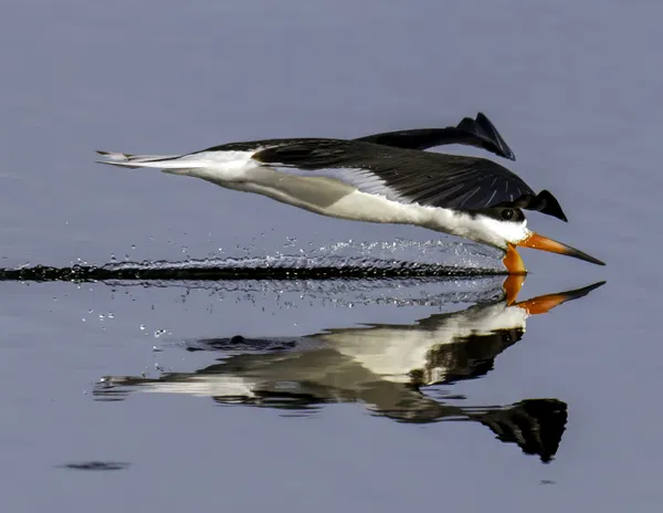 BLACK SKIMMER SKIMMING thumbnail