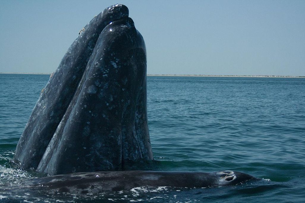 Gray Whales