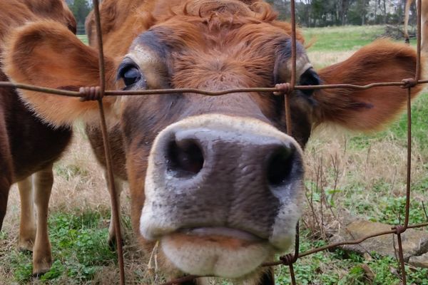 Curious young bull on dairy farm thumbnail