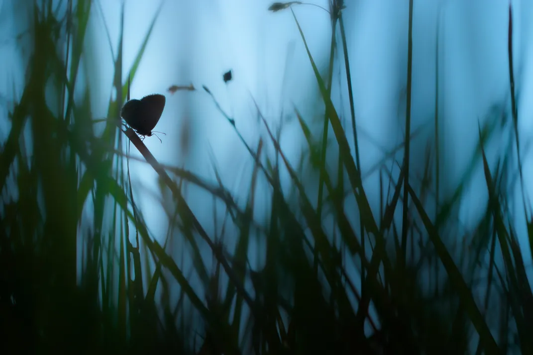 Small butterfly