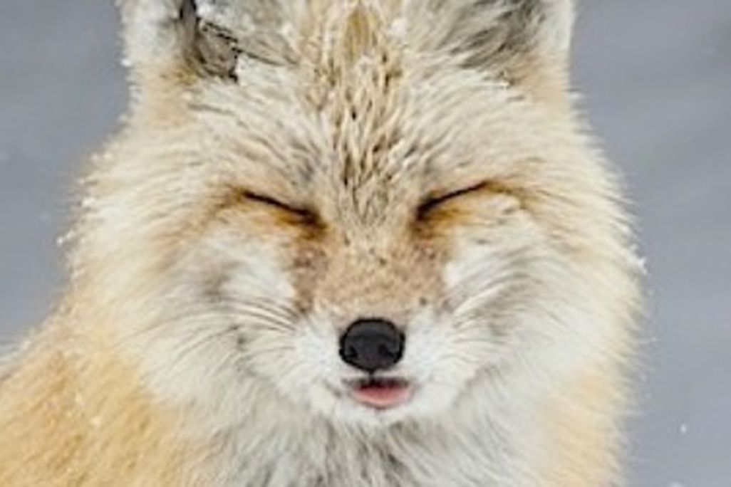 Jess Findlay's winning submission, a red fox caught in a snowstorm.