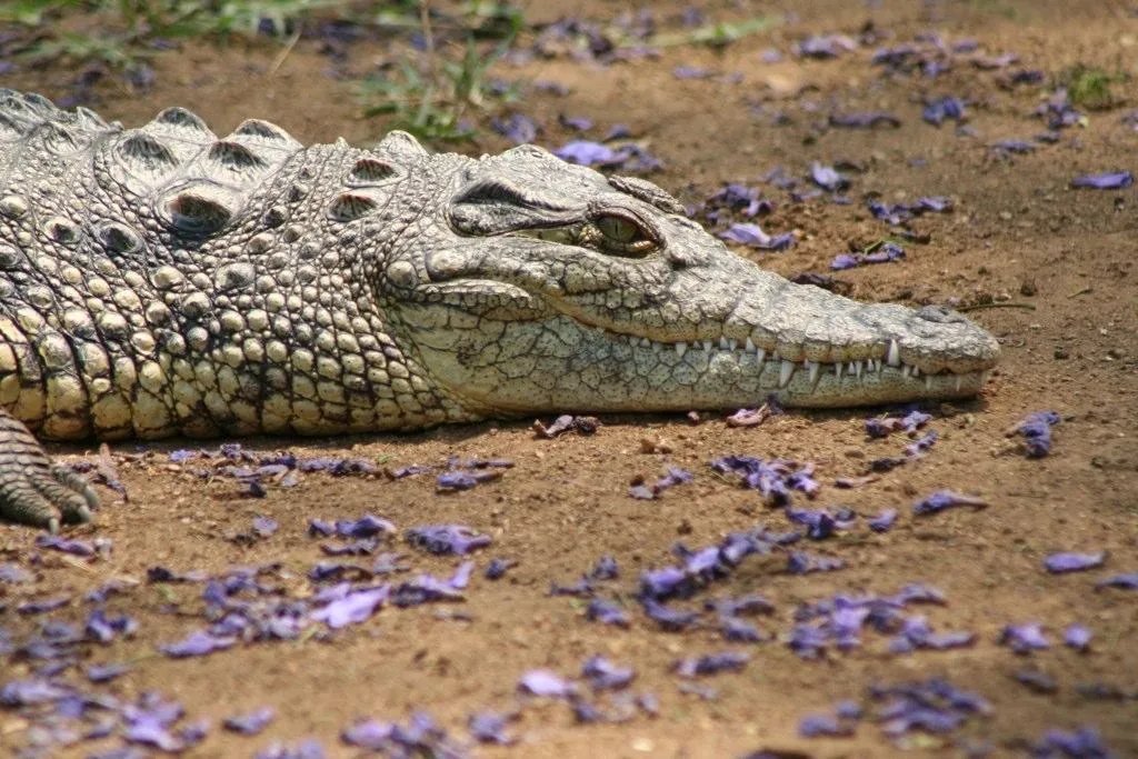 Nile crocodile