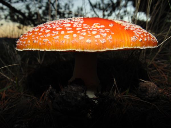 Natural Mushroom Lamp thumbnail
