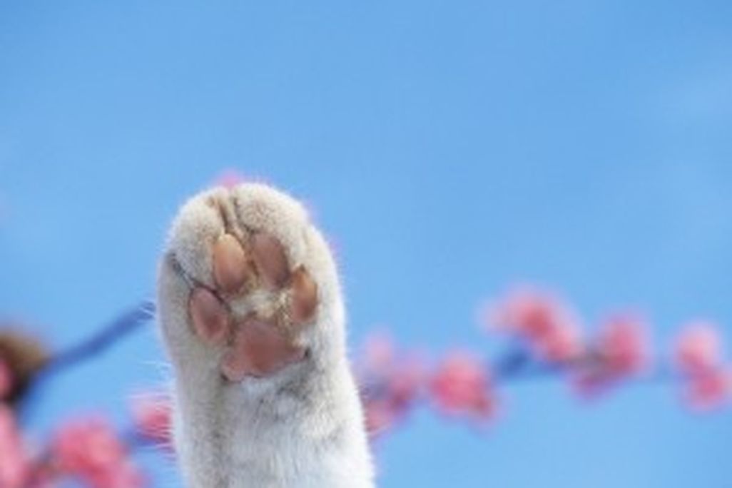 20110520104122catpaw-300x225.jpg