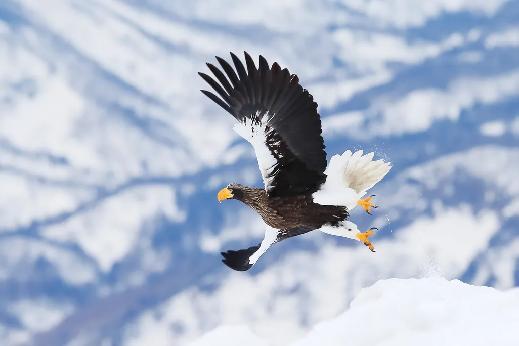 An image of a Steller's sea eagle flying over a snowy moutain range. The eagle has a large yellow beak, and white tail feathers.