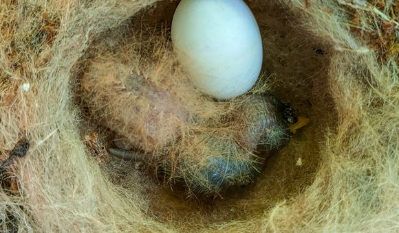 Cover_Newly hatched White-necked Jacobin chick