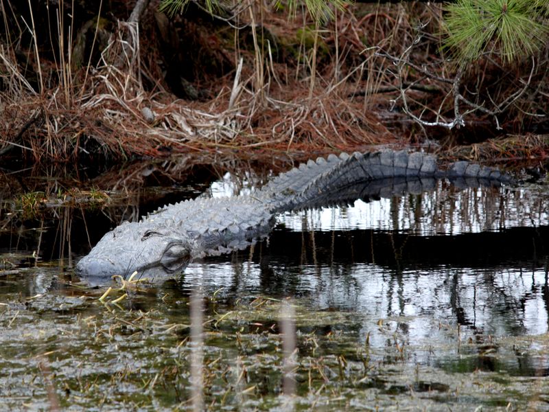 North Carolina Alligator Smithsonian Photo Contest Smithsonian Magazine