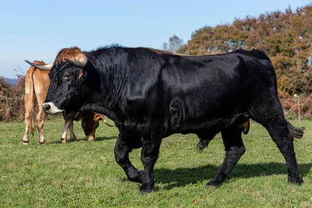 A bull walks in front of a cow. If they mate, the bull&rsquo;s sperm will likely cluster together as they swim through the female&rsquo;s reproductive organs.